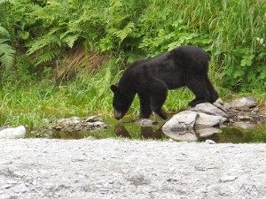 Black bear foraging along a river, Kenai Peninsula Alaska