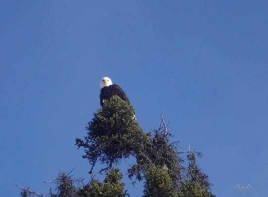 Bald Eagle in spruce tree top, Ketchikan Alaska