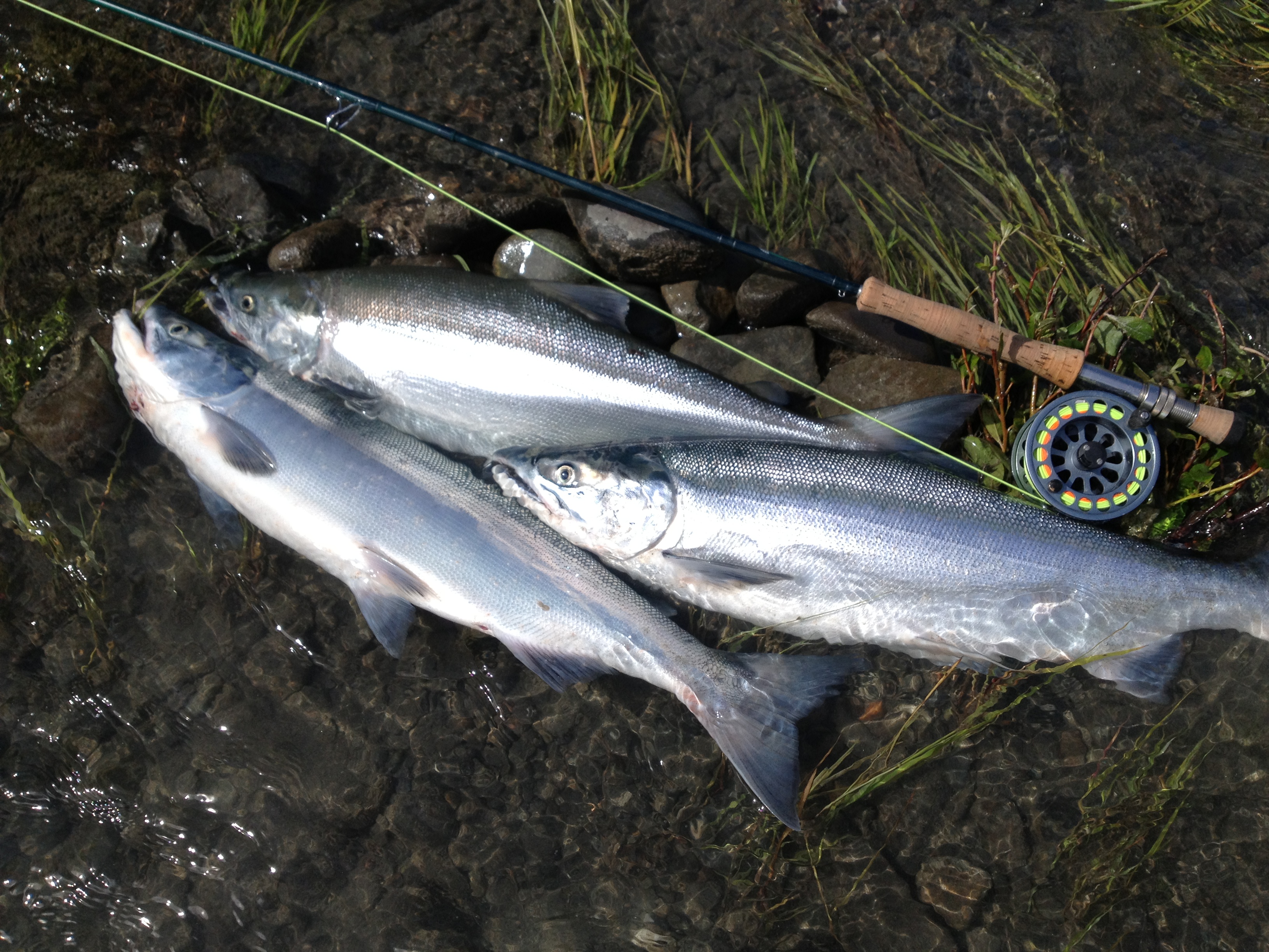 A limit of dime-bright Kenai River Red Salmon