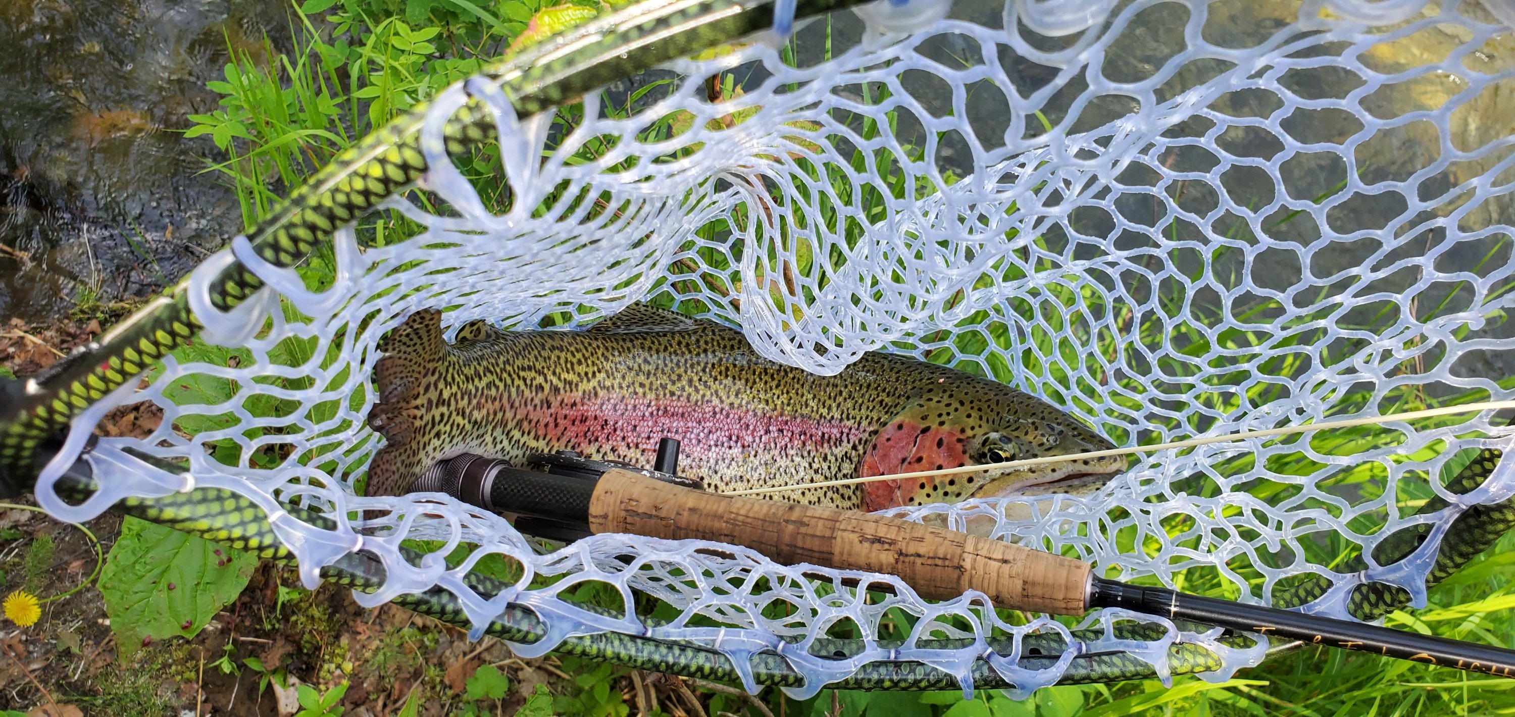 A gorgeous rainbow trout from a southcentral Alaska stream